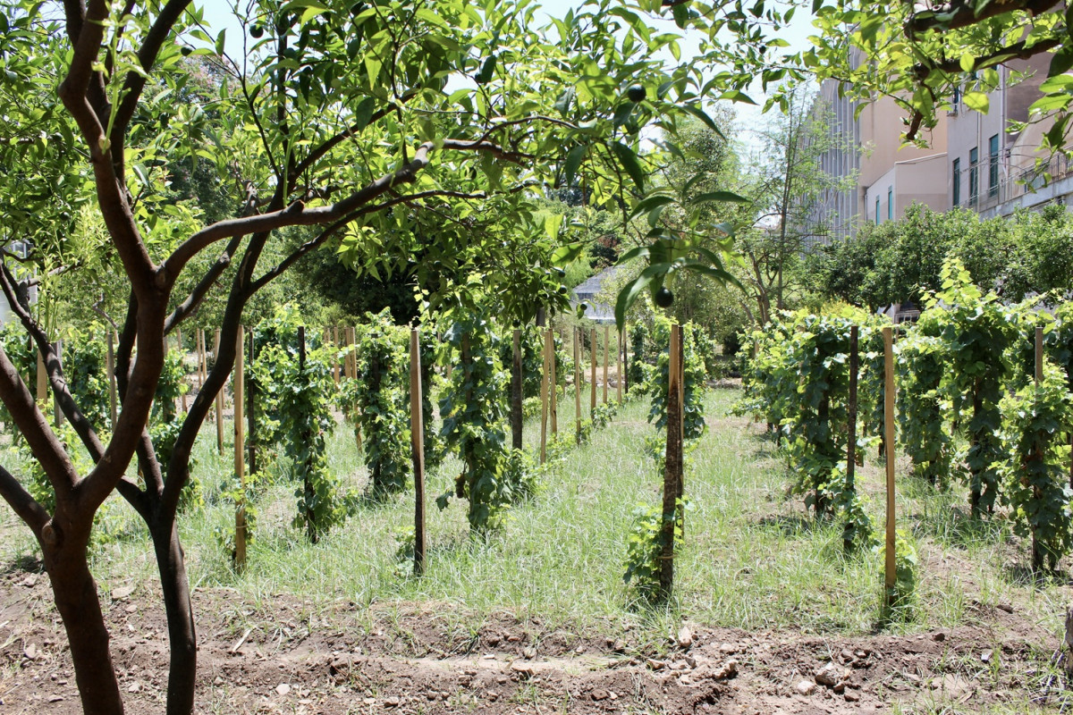 La Vigna del Gallo, otros viu00f1edos