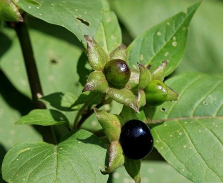 BERENJENA belladona
