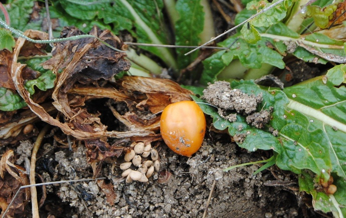 Berenjena Mandragora 1111