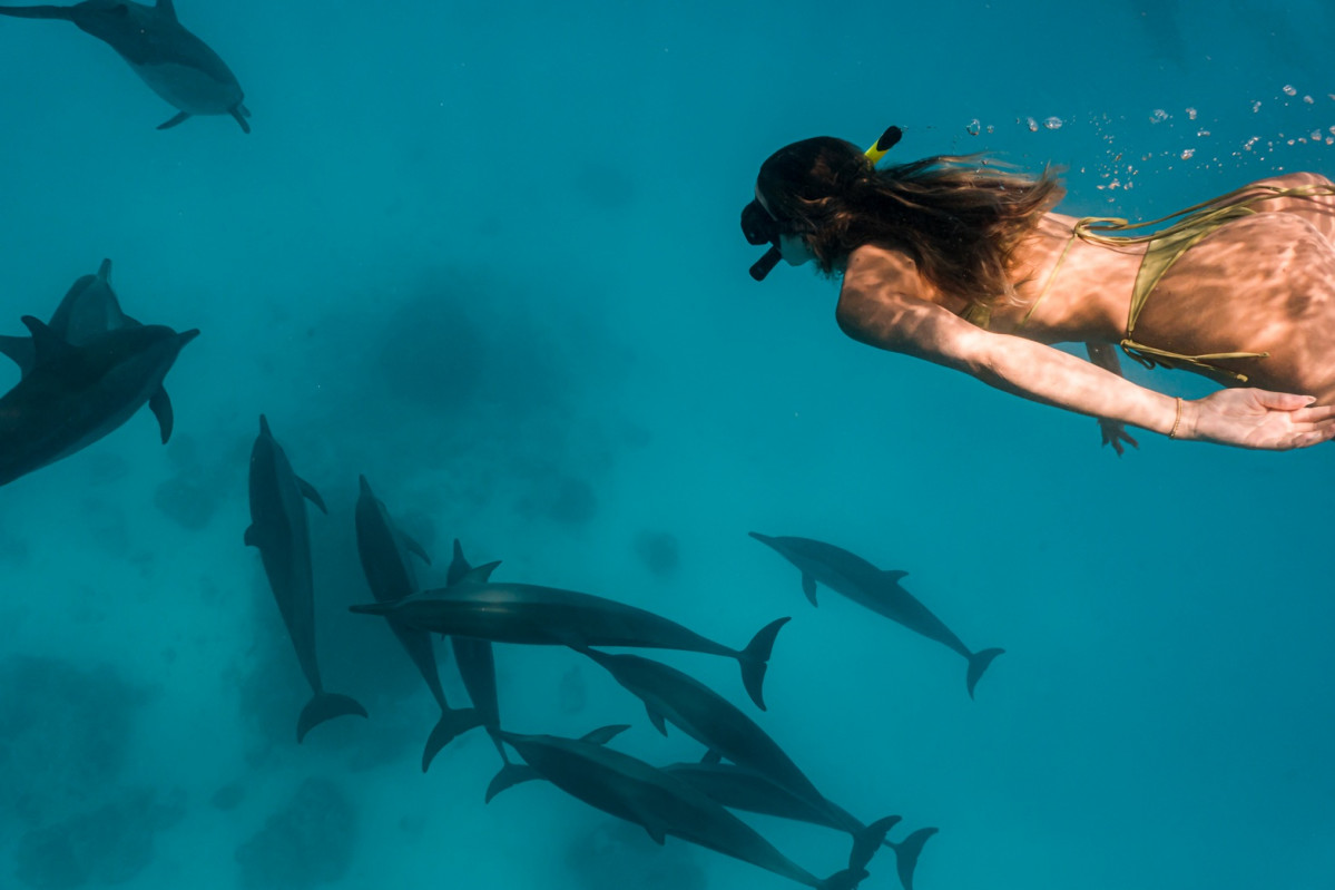 Maldivas, con decenas de tiburones y mantas rayas a dos metros 4