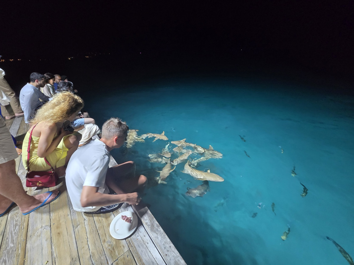 Con decenas de tiburones y mantas rayas