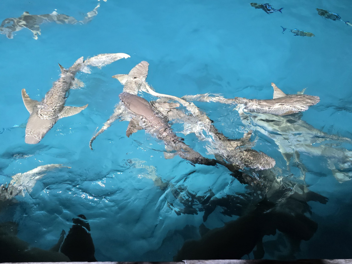 Bucear con decenas de tiburones y mantas rayas