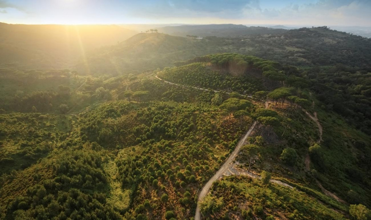 Tapada nacional de mafra