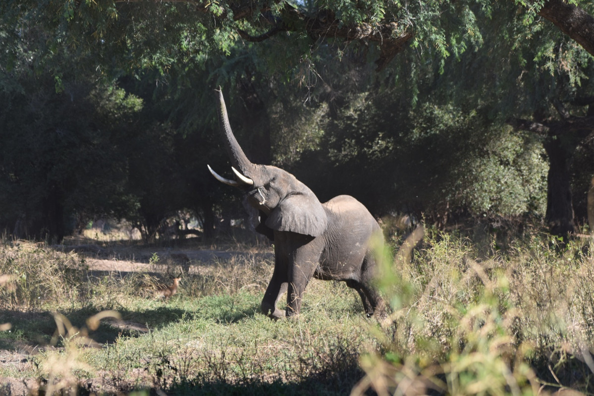 Elefante buscando los mejores frutos para comer