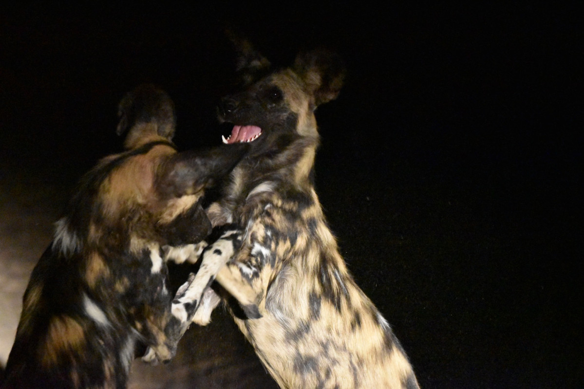 Lucha de dos perros salvajes durante un safari nocturno