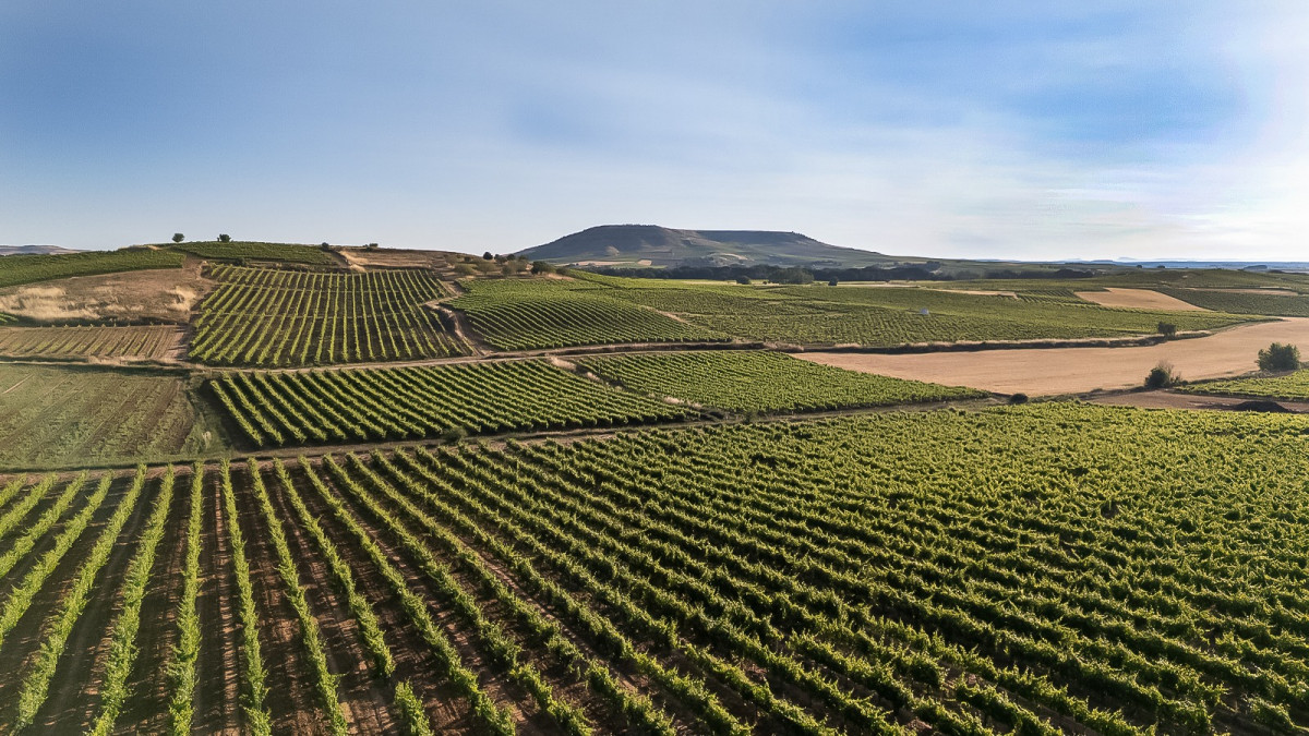 Viu00f1edos de Bodegas Carmelo