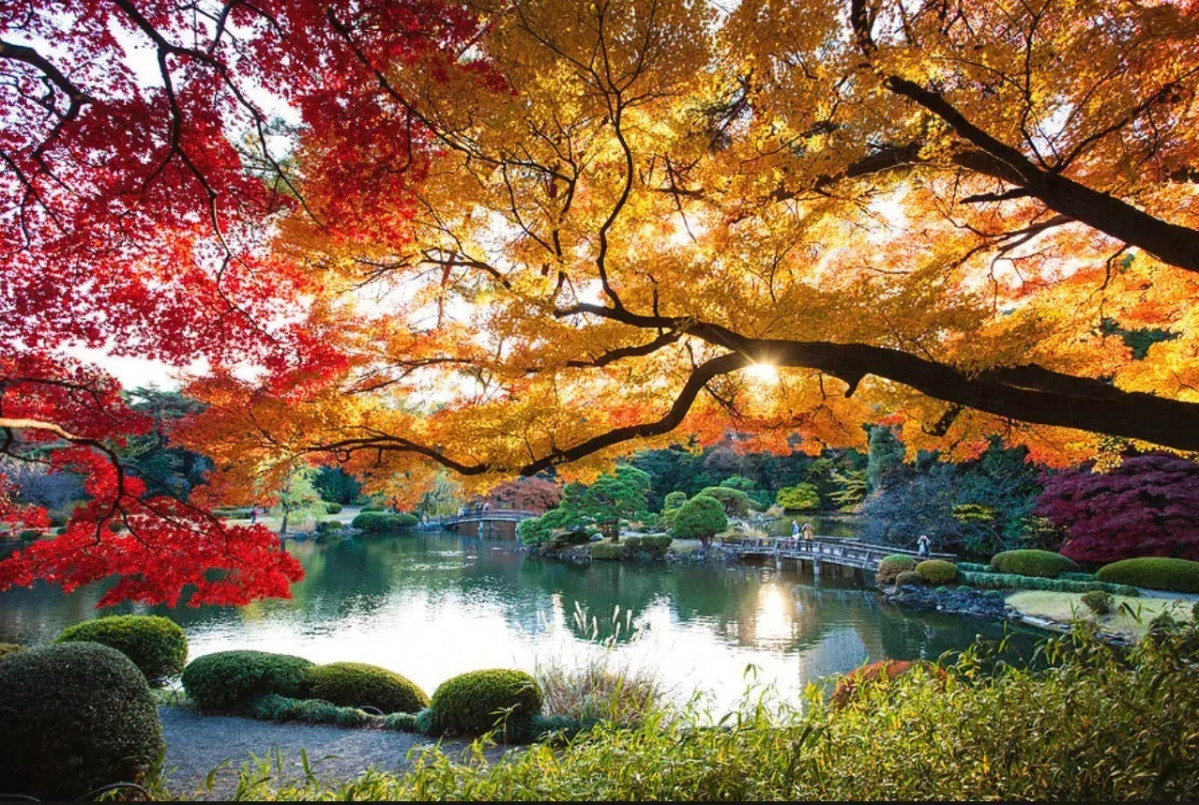 Ardu00edn Nacional Shinjuku Gyoen