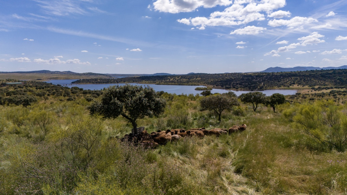 Caminos de la merina   dehesas ecologicas 1