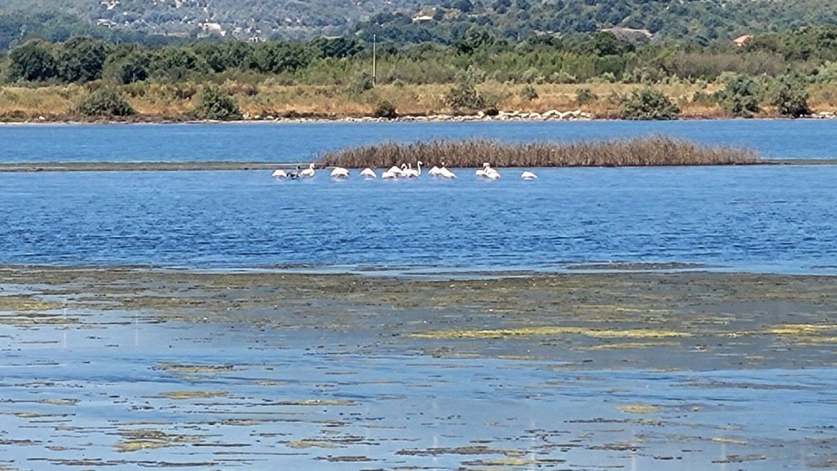 Salina de Ulcinj,