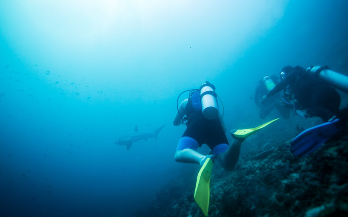 Filipinas, tiburones ballena