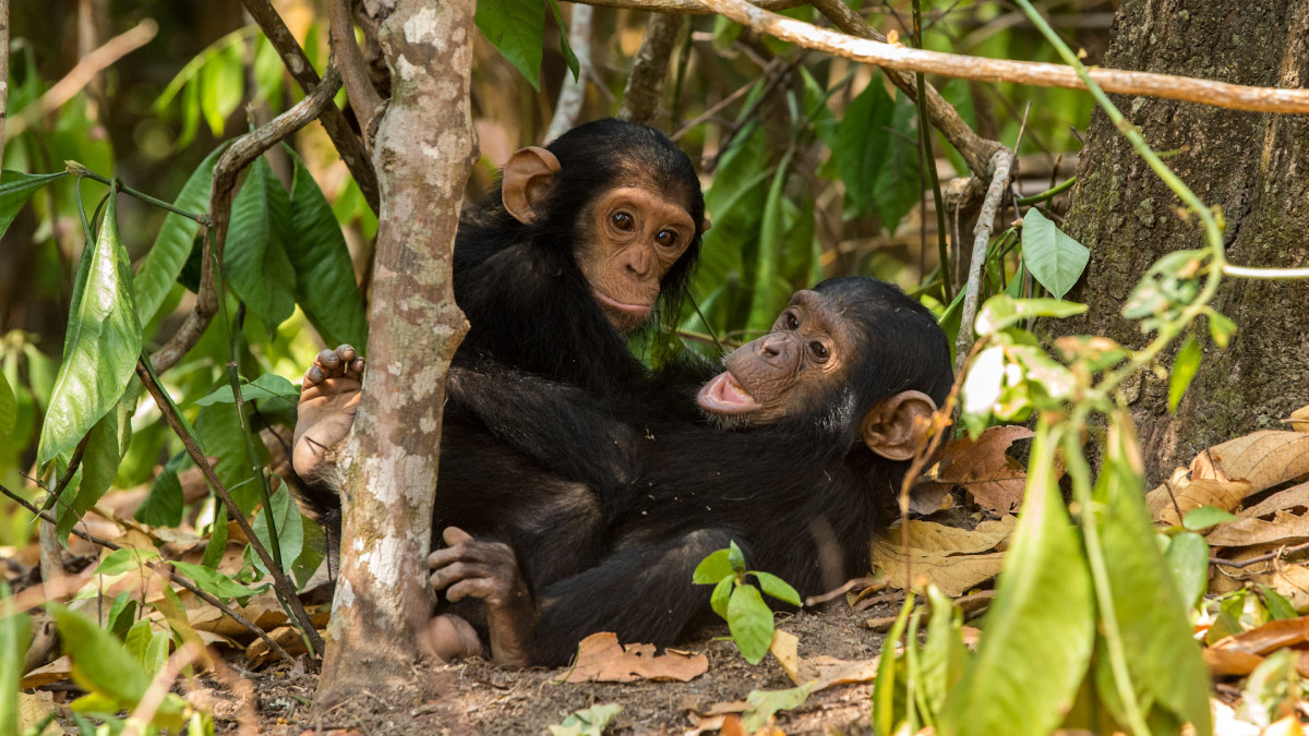 Tanzania chimpanzee by richard denyer 10
