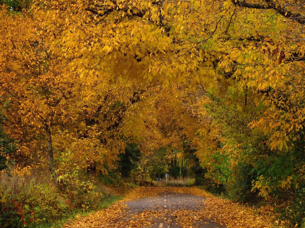 León, Valles de Omaña y Luna