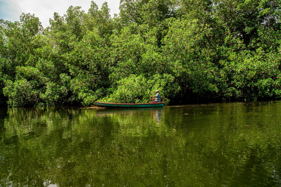 MANGLAR SANTAROSA, Guatemala
