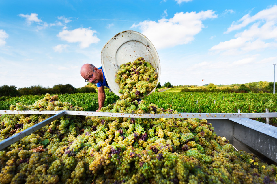 ©Pascal Beltrami, Domaine Lelaism, Sart Dev