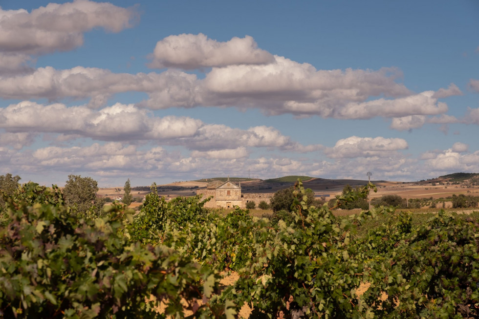 Foto Viñas del Cenit 1