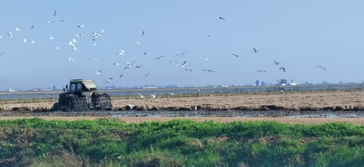 Fangueo en los arrozales de Dou00f1ana