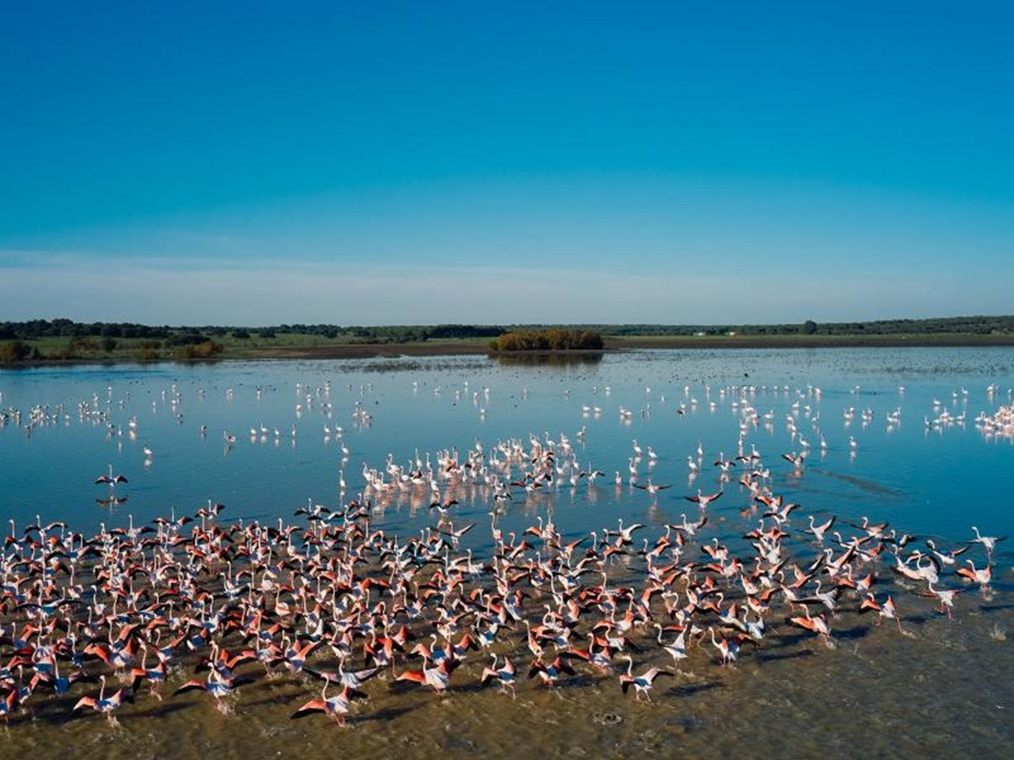 Flamencos en dou00f1ana