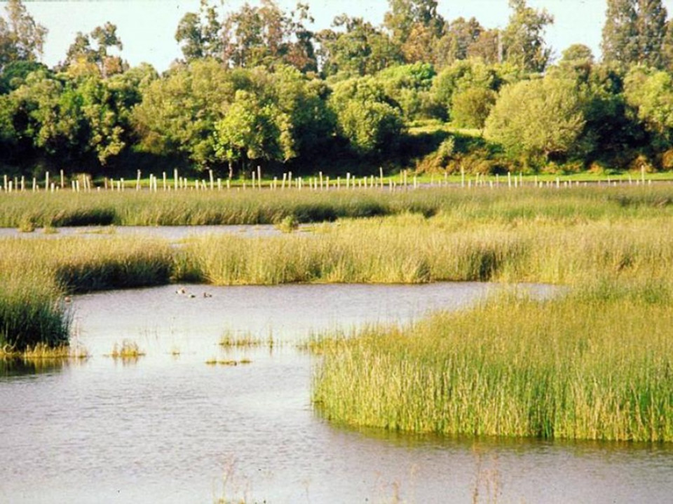 Parque natural Doñana  provincia de Sevilla