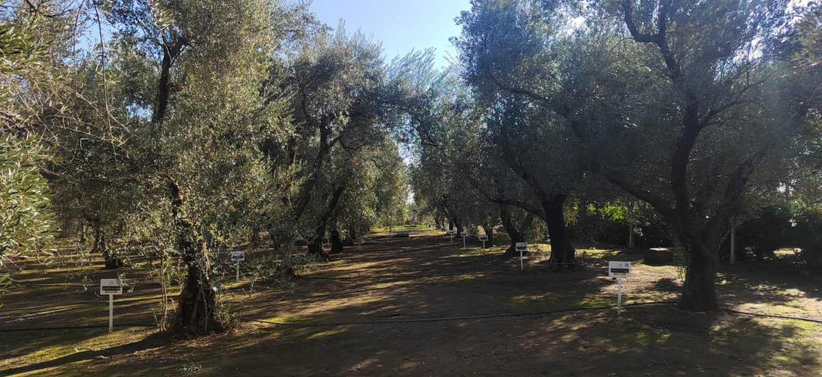 Museo de olivos  hacienda guzman