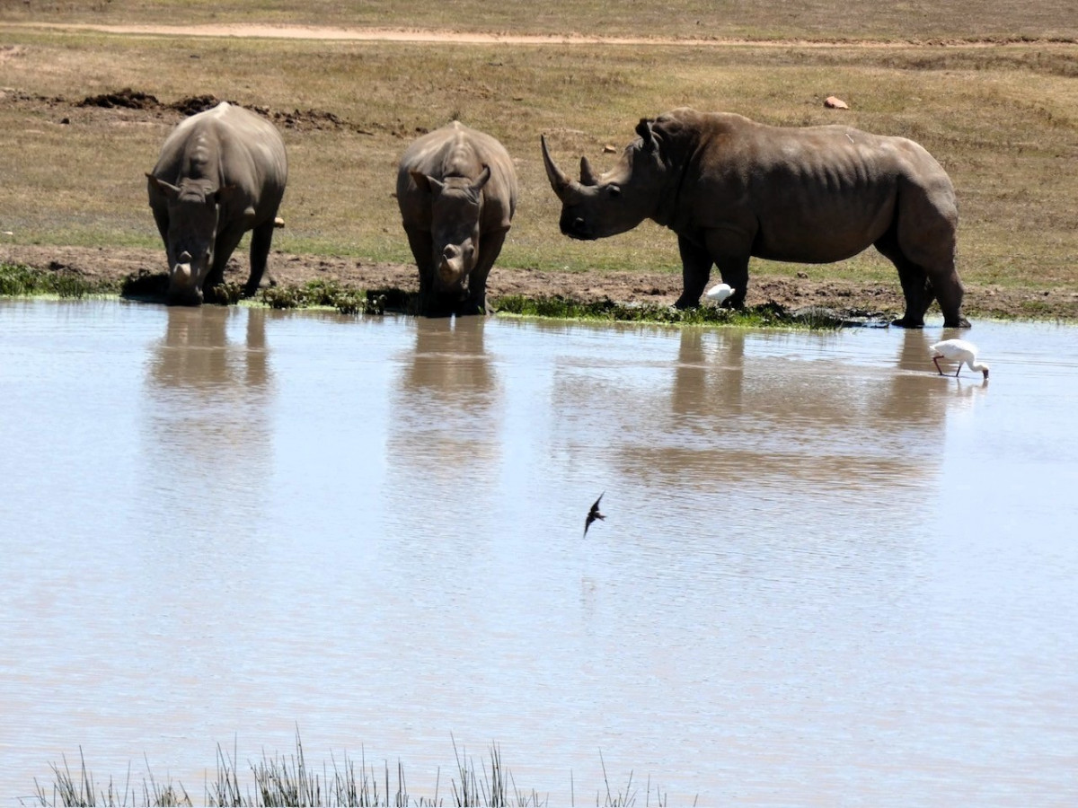 Garden Route Game Lodge, Rinoceronte Bebiendo