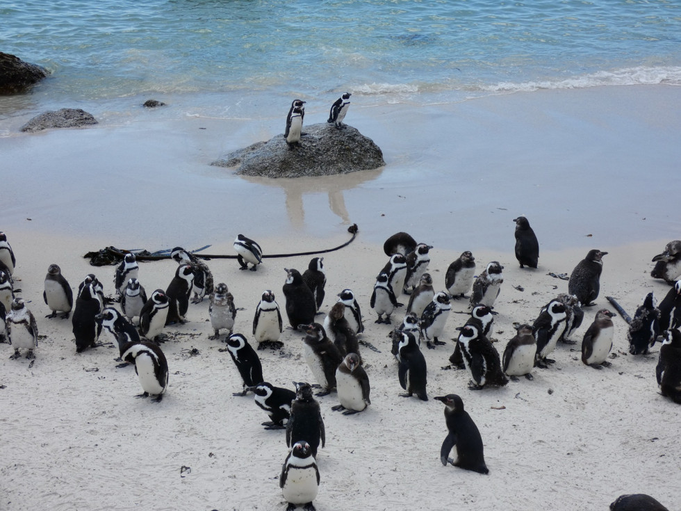 P.N. Montaña de la Mesa, pingüinos