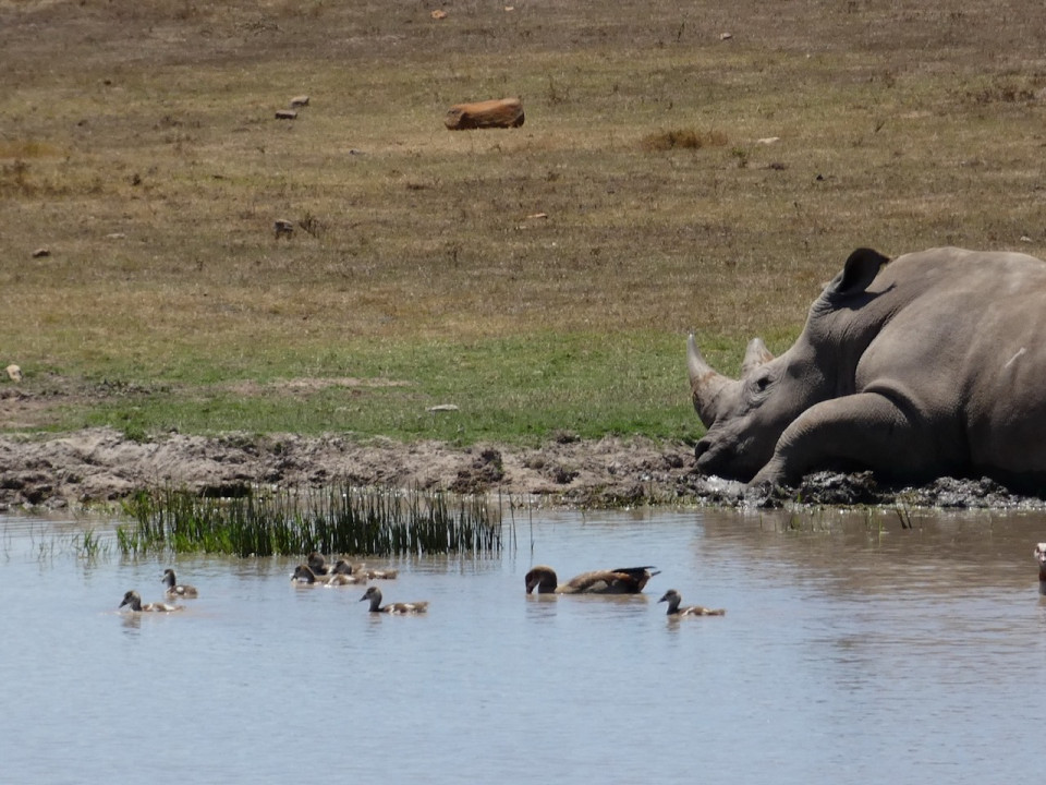 Garden Route Game Lodge, Rinoceronte dormido