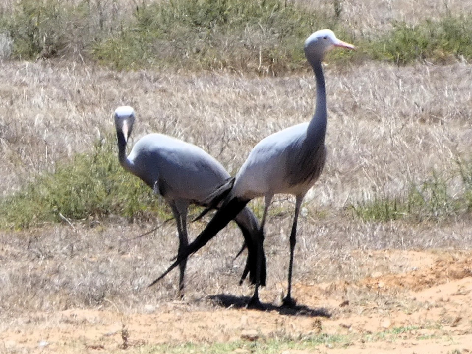 Garden Route Game Lodge, Grulla azul