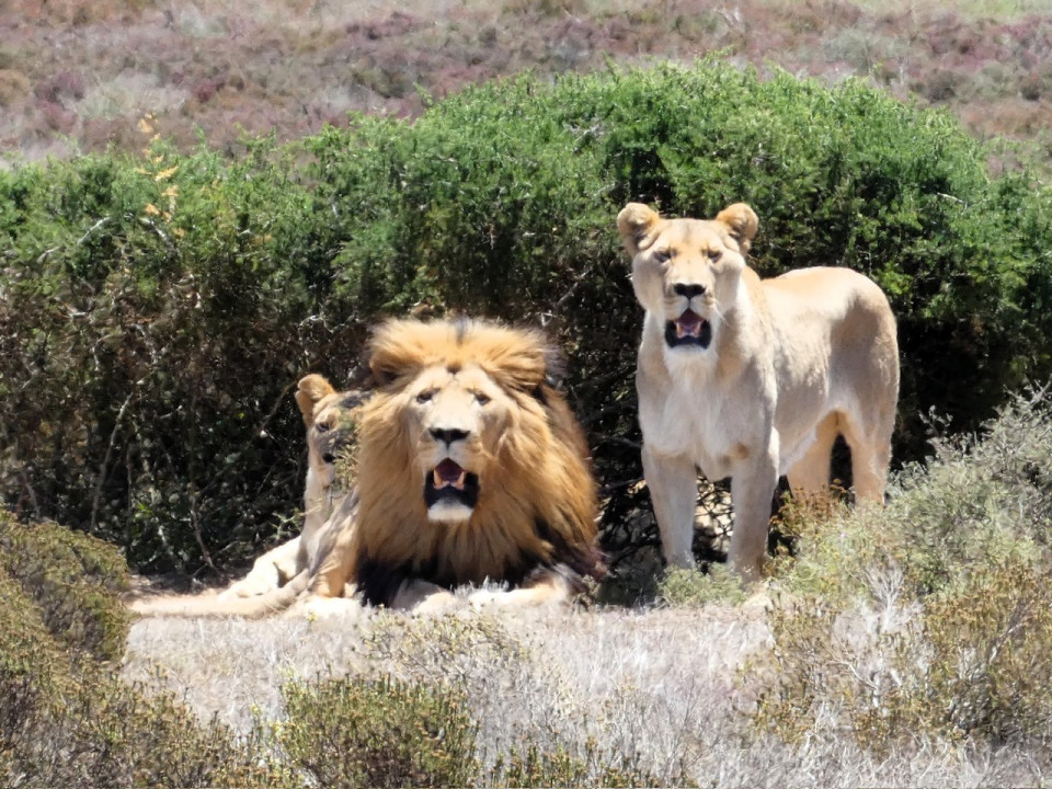 Garden Route Game Lodge, Leones