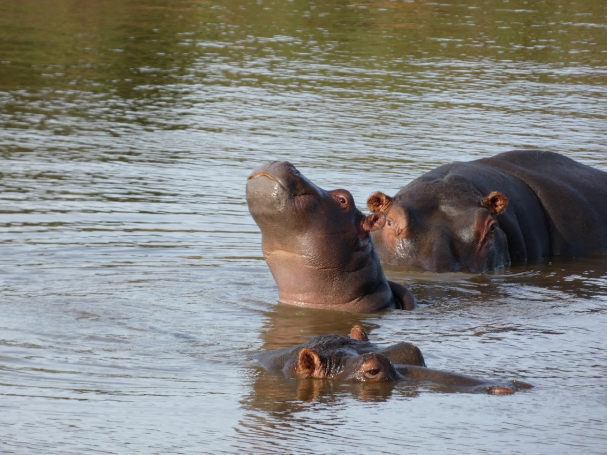 P.N. Gondwana, Hipopu00f3tamos