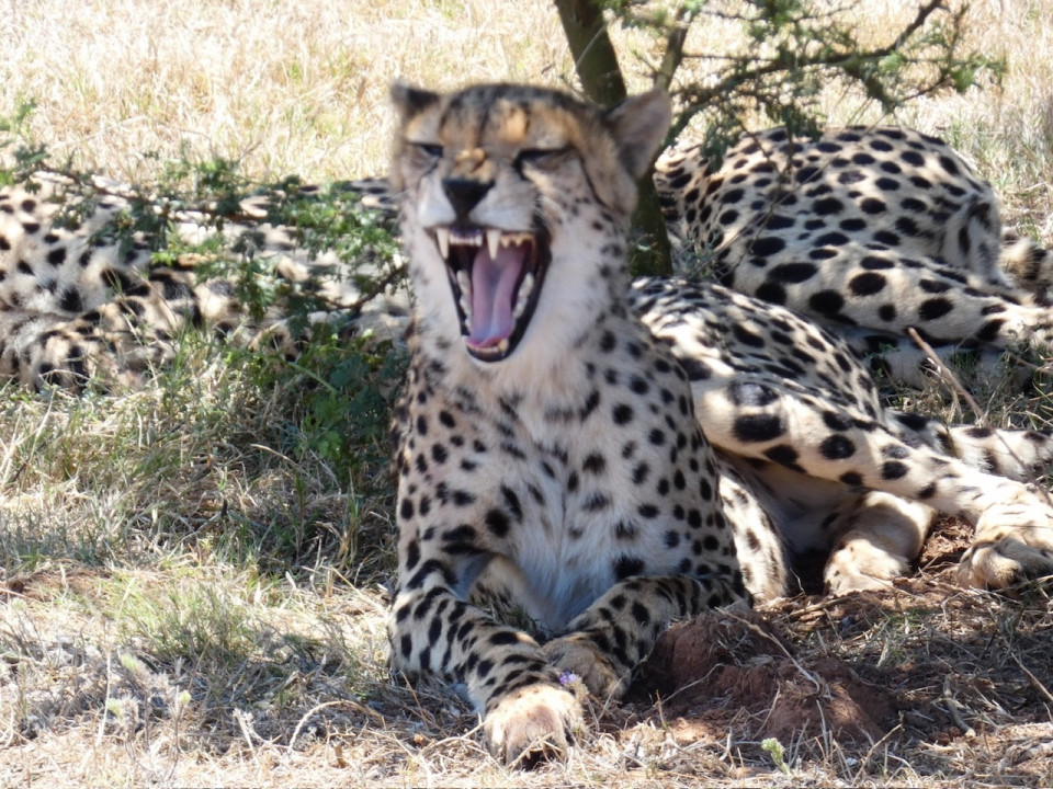 Garden Route Game Lodge, Guapardo