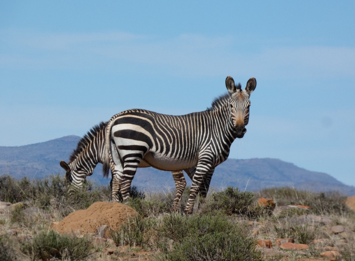 Zebra Mountain N.P.