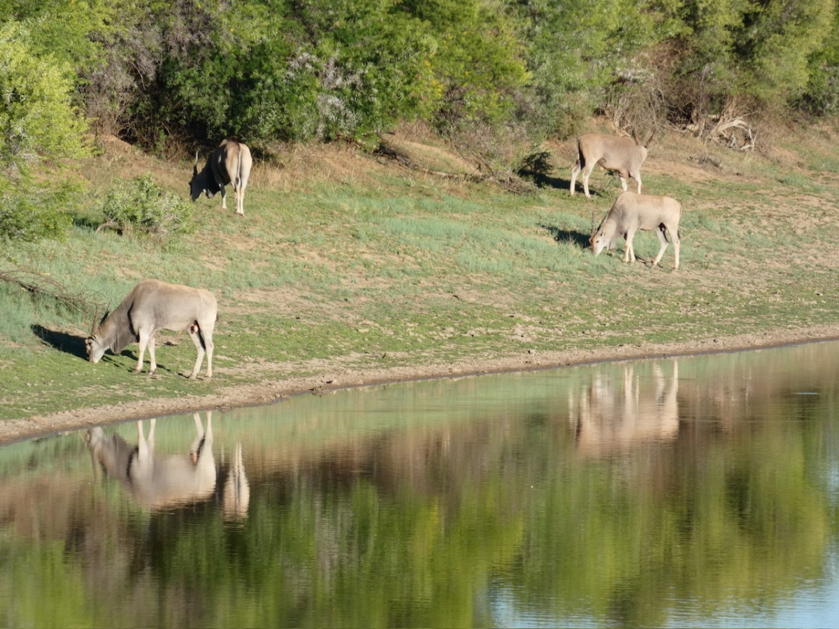 Zebra Mountain N.P.. Antílopes