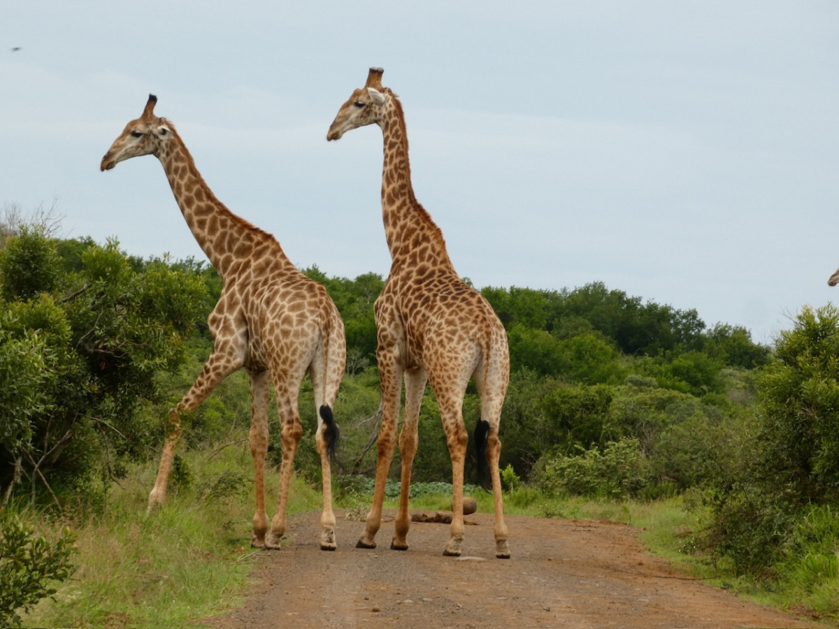 Parque Nacional de Hluhluwe Imfolozi, Jirafas