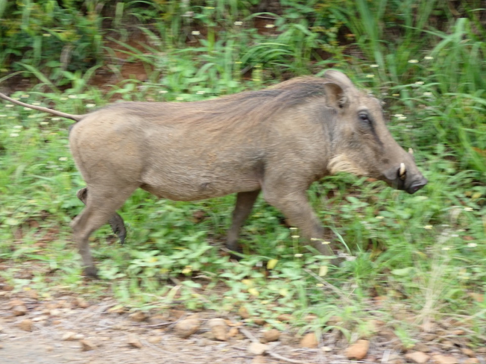 P. N. de Hluhluwe Imfolozi, Faconero