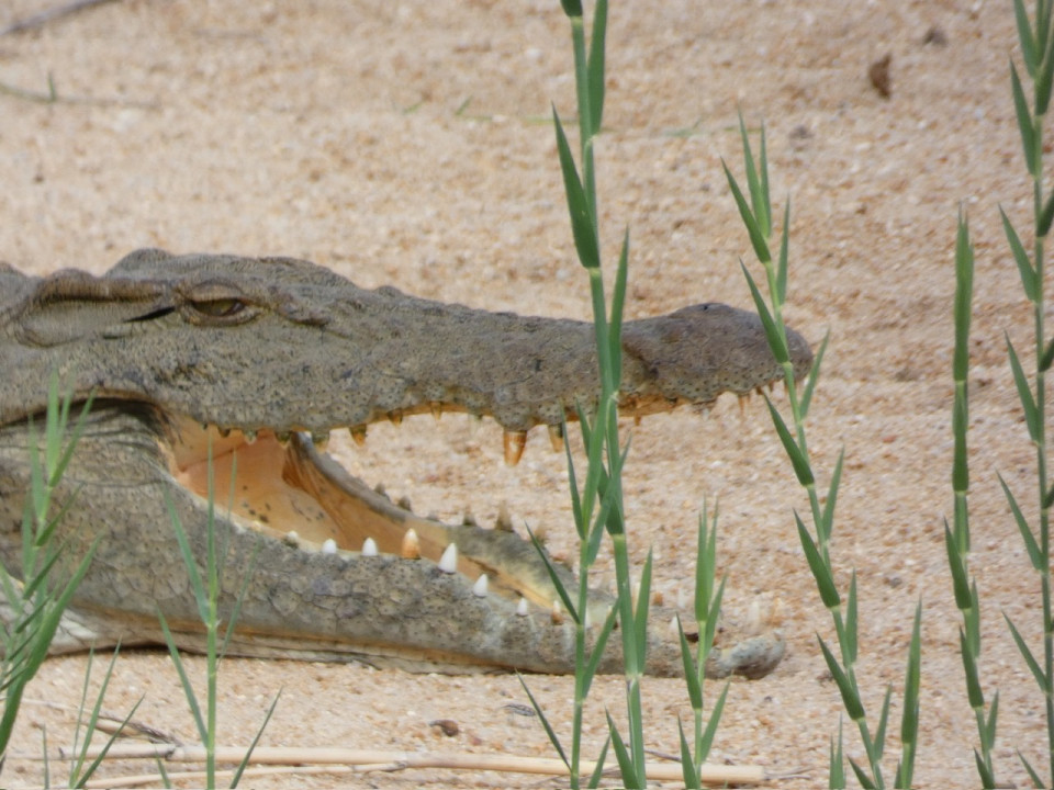 Cocodrilo, Río Sabie