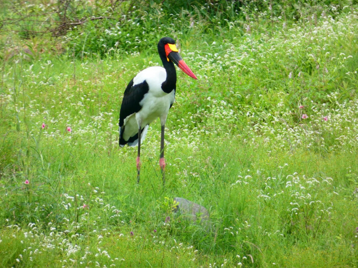 Kruger N.P. Jaribu00fa africano