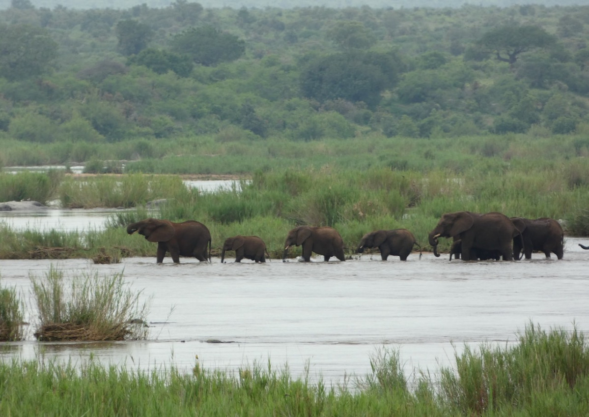 Kruger N.P. Elefantes cruzando el ru00edo