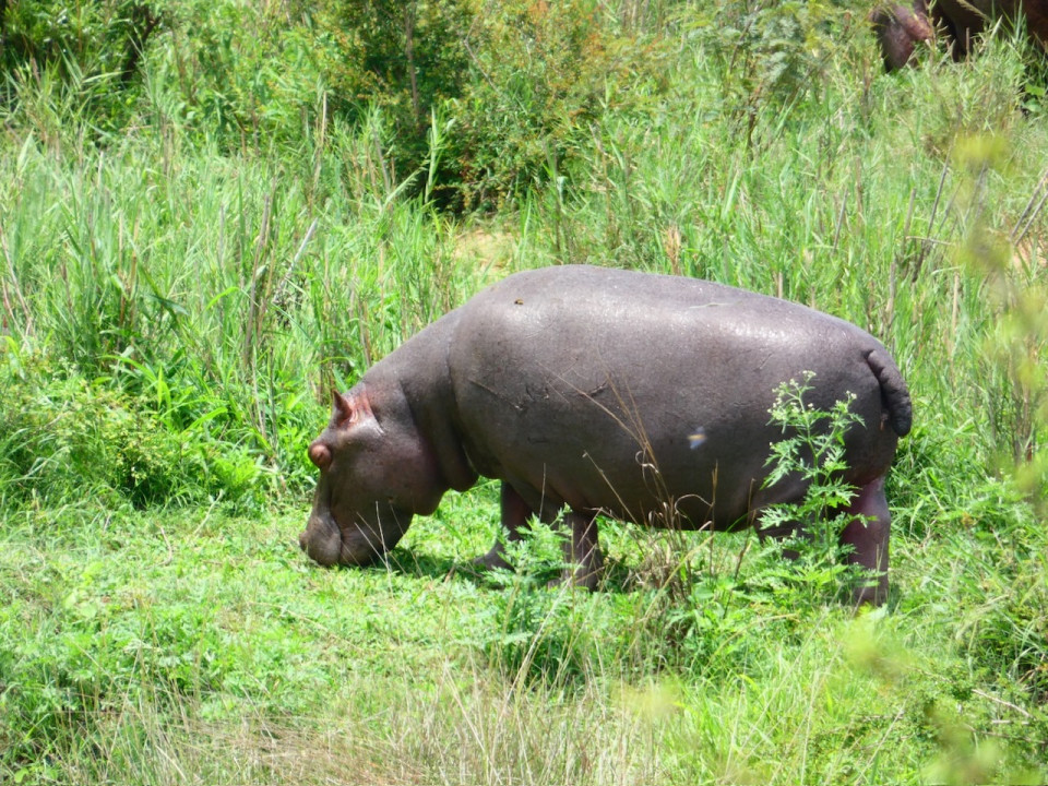 Kruger N.P. Hipopótamo fuera del agua