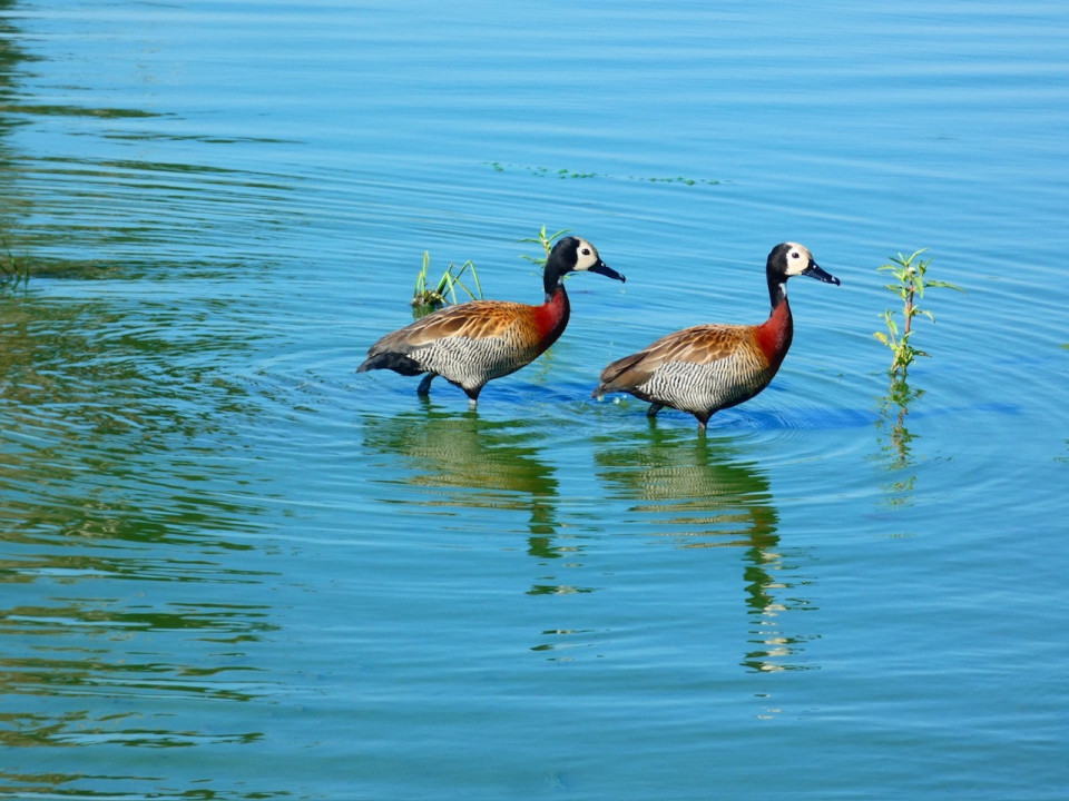 Kruger N.P. Patos silvadores