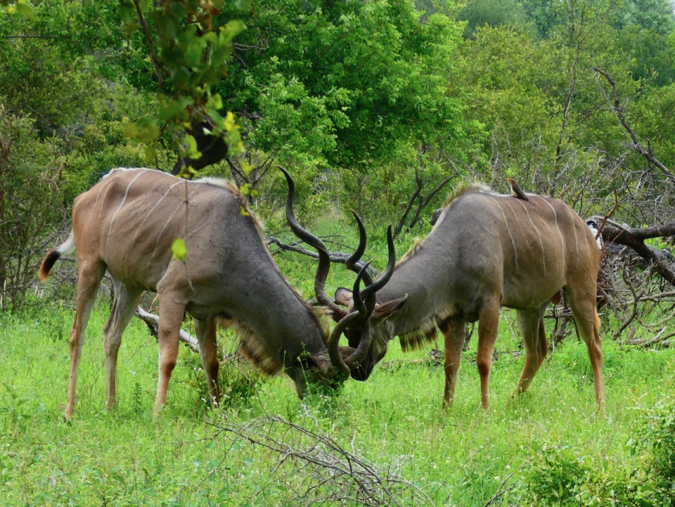 Kruger N.P. Pelea de antílopes