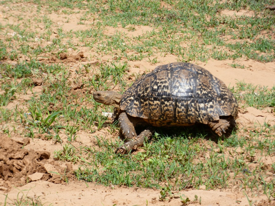Reserva Privada Gondwana, Tortuga