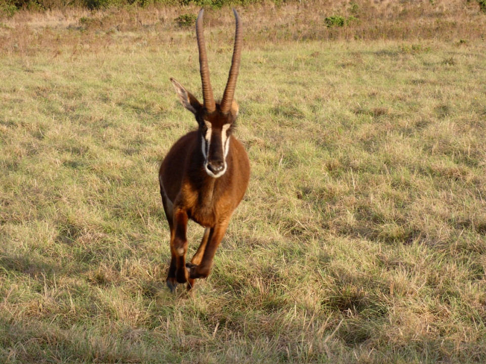 Reserva Privada Gondwana, Antílope
