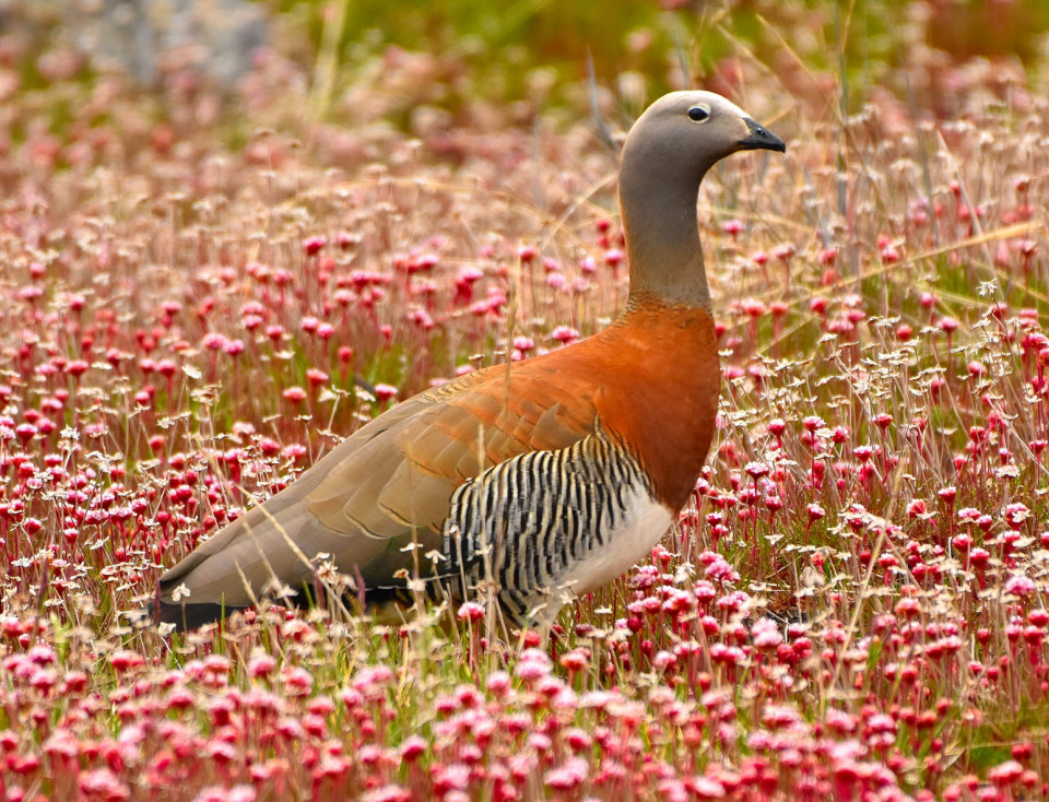 06  Los vinos del fin del mundo