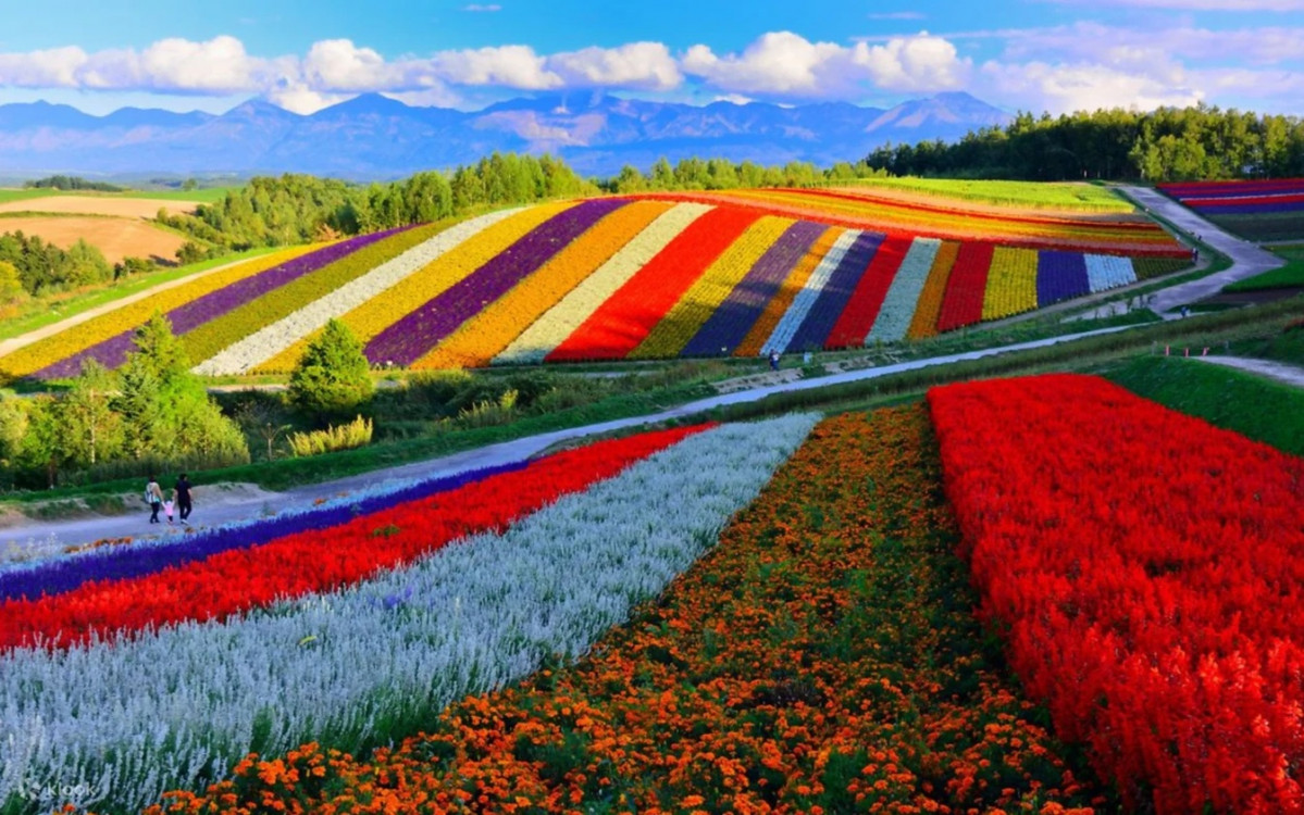 Furano, Hokkaido, Japu00f3n, Campos