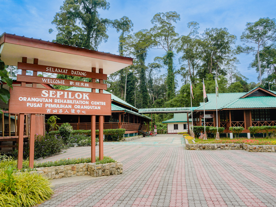 Sepilok orangutans rehabilitaion centre 1