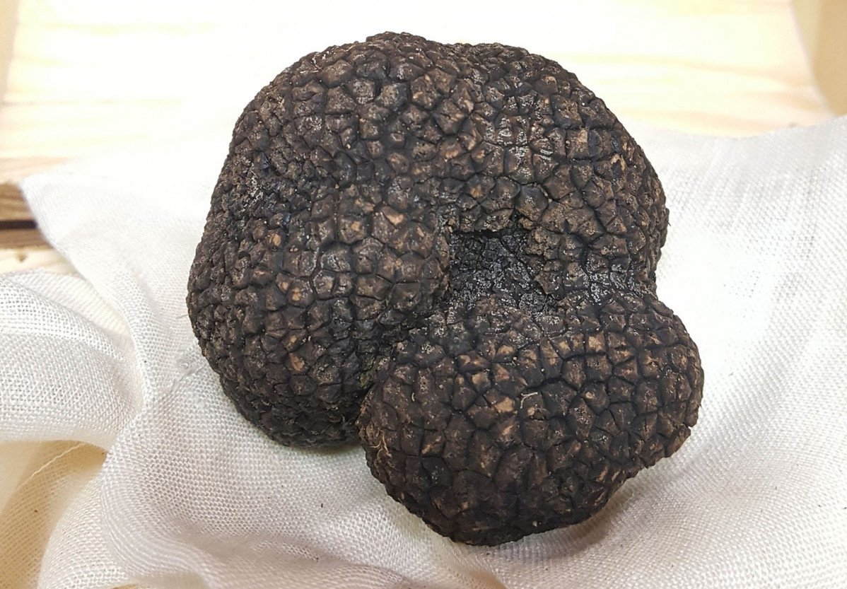 Trufa Negra de Soria 2023 2a