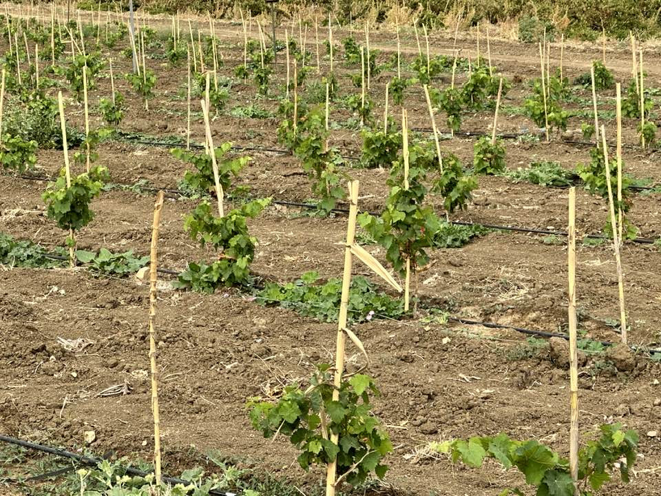 Syrah 2025u2026u2026u2026u2026by NEFERIS, Tunez