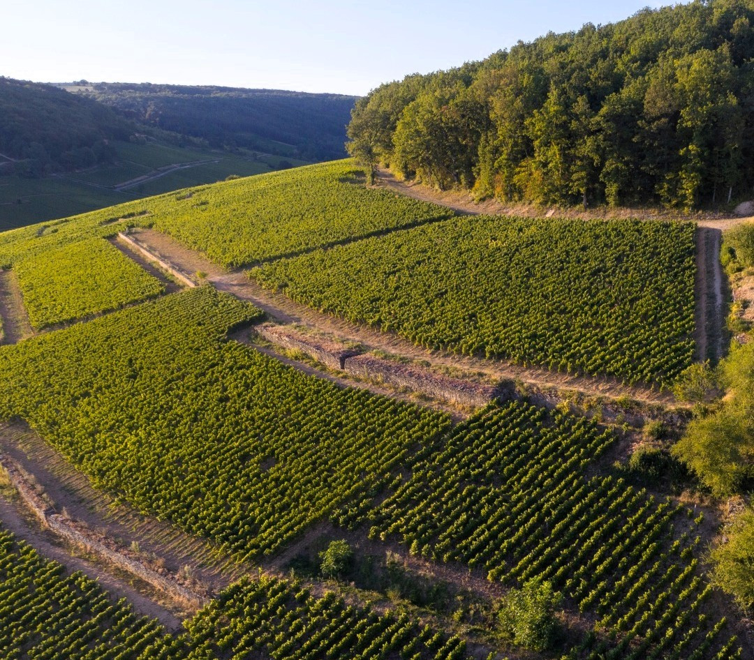 Viu00f1edos en La Colina de Corton, de Bodegas