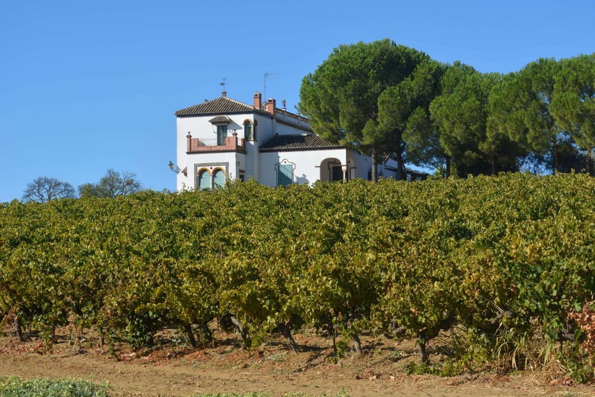 Viu00f1edos de la Ruta del Vino Condado de Huelva