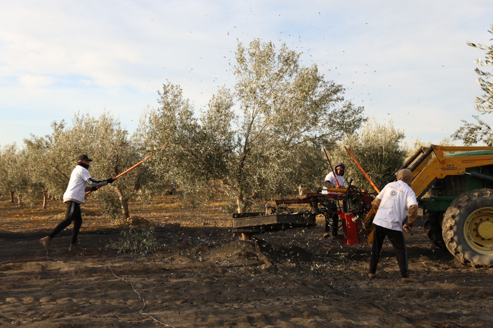 Recogida aceituna en Las Arenosas